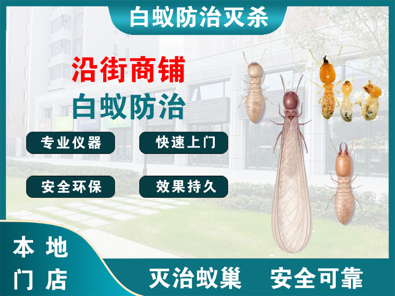 宝山区沿街商铺白蚁防治
