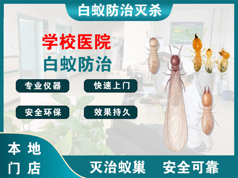 宝山区学校医院白蚁防治