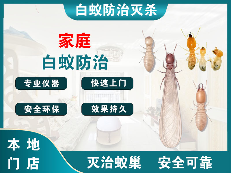 宝山区家庭白蚁防治