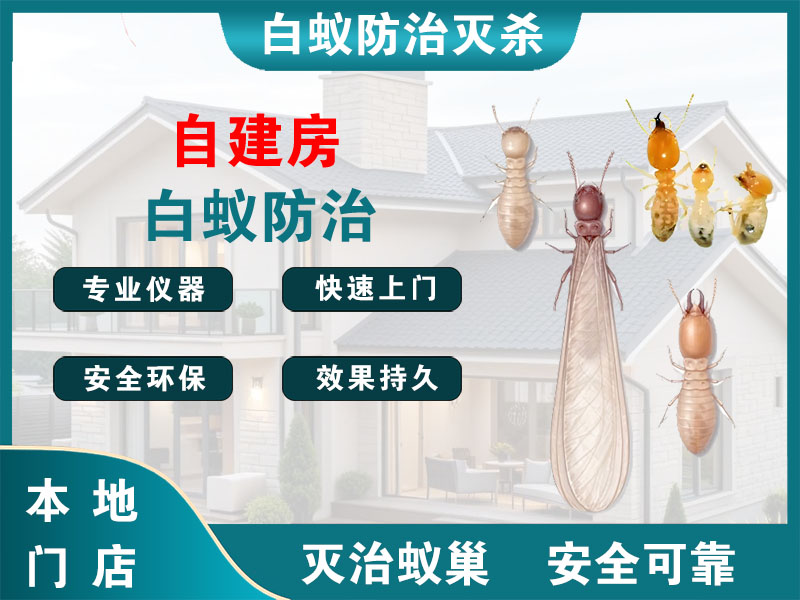 宝山区自建房白蚁防治